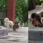 dog in tample