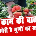 ncrkhabar strawberry