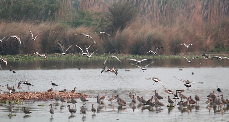 surajpur wetland