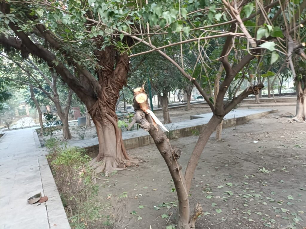 निवासियों और RWA नेताओं के बीच फंसा नोएडा उद्यान विभाग : मेघदूतम पार्क के पेड़ों में आग लगने के बाद अब सूखे पेड़ काटने पर विवाद 3 img 20241231 wa00372600816774728291901