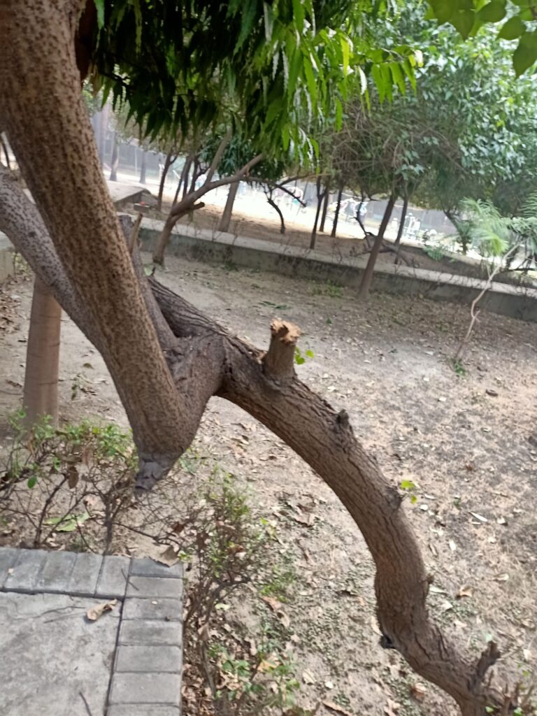 निवासियों और RWA नेताओं के बीच फंसा नोएडा उद्यान विभाग : मेघदूतम पार्क के पेड़ों में आग लगने के बाद अब सूखे पेड़ काटने पर विवाद 2 img202412311611038060352169014629673